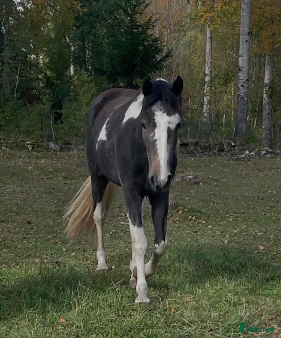  hästar Härlig valack till salu i Vetlanda - Annons 1