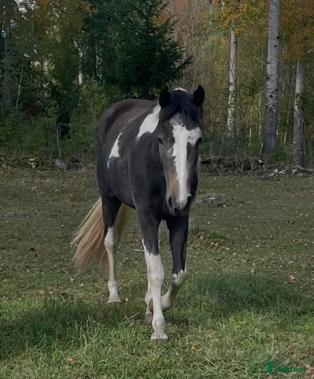 Allround hästar till salu: Härlig valack till salu i Vetlanda - Annons 1