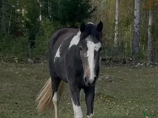 hästar Härlig valack till salu i Vetlanda - Annons 1