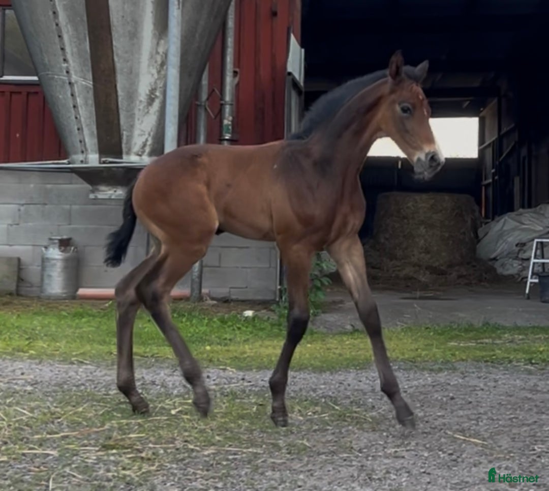 Hoppning hästar till salu: Lovande unghäst! SÅLD - Annons 10