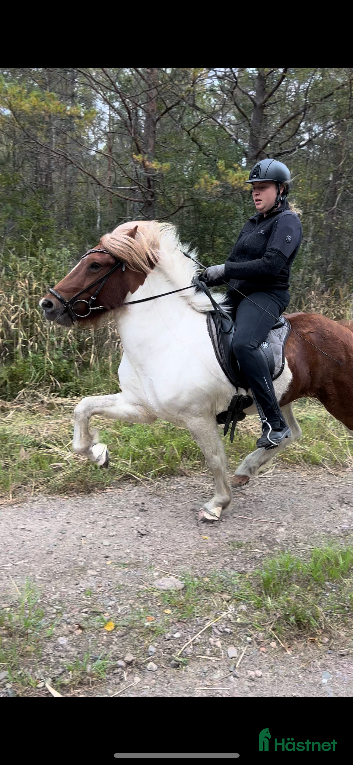  hästar Flott femgångssto dräktig m Havadi frá Haukholtum i Östhammar - Annons 1