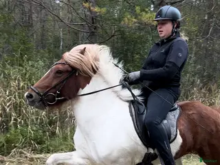 hästar Flott femgångssto dräktig m Havadi frá Haukholtum i Östhammar - Annons 1