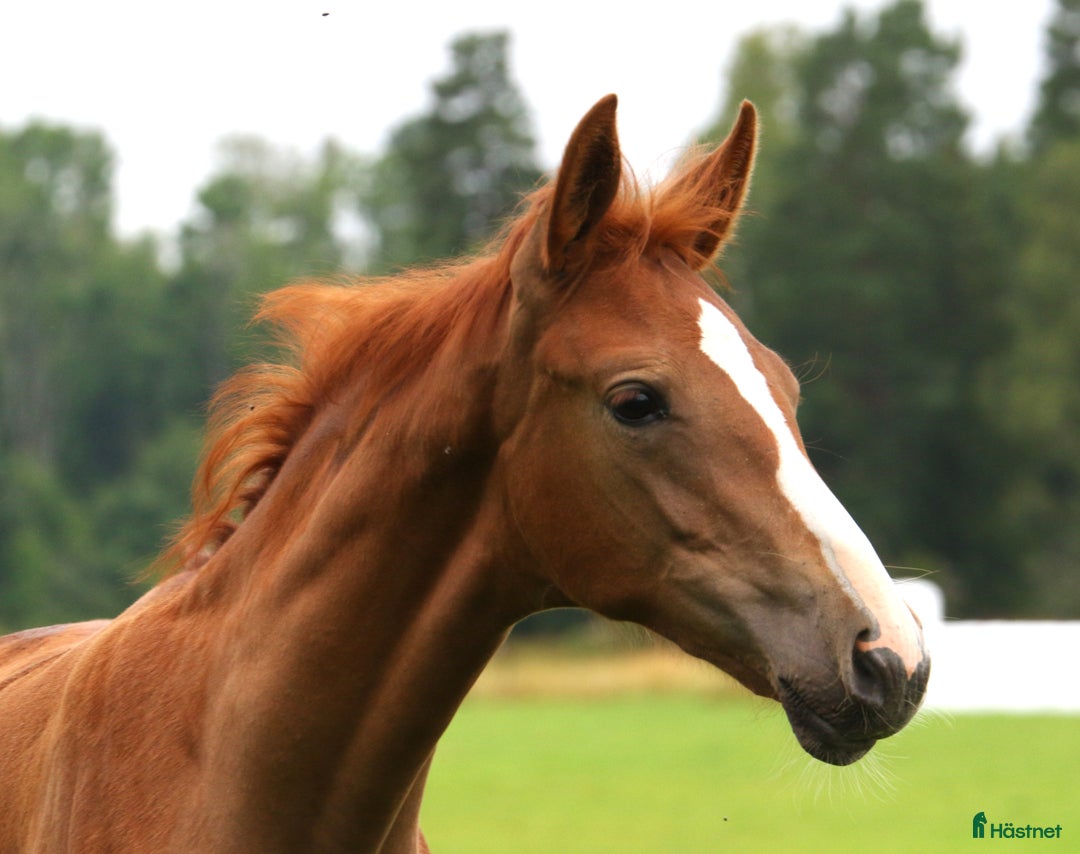 Dressyr hästar till salu: Charmigt sto e. Dutch Dream i Dyltabruk - Annons 7
