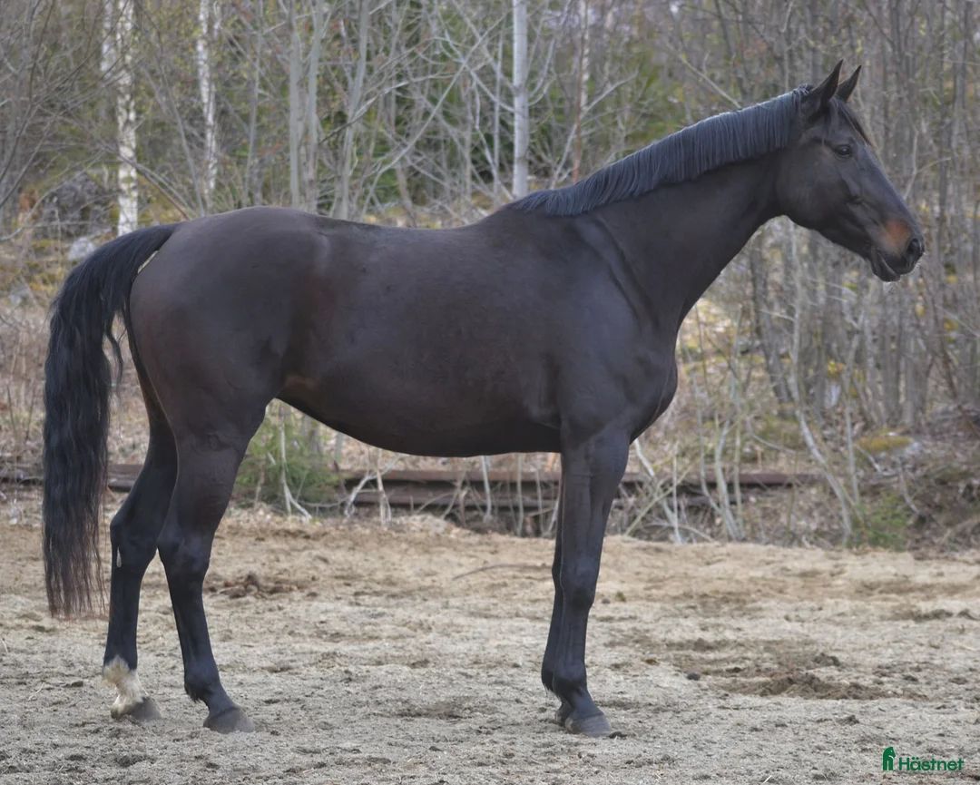 Avelshästar hästar till salu: Fint avelsto i Örnsköldsvik - Annons 2