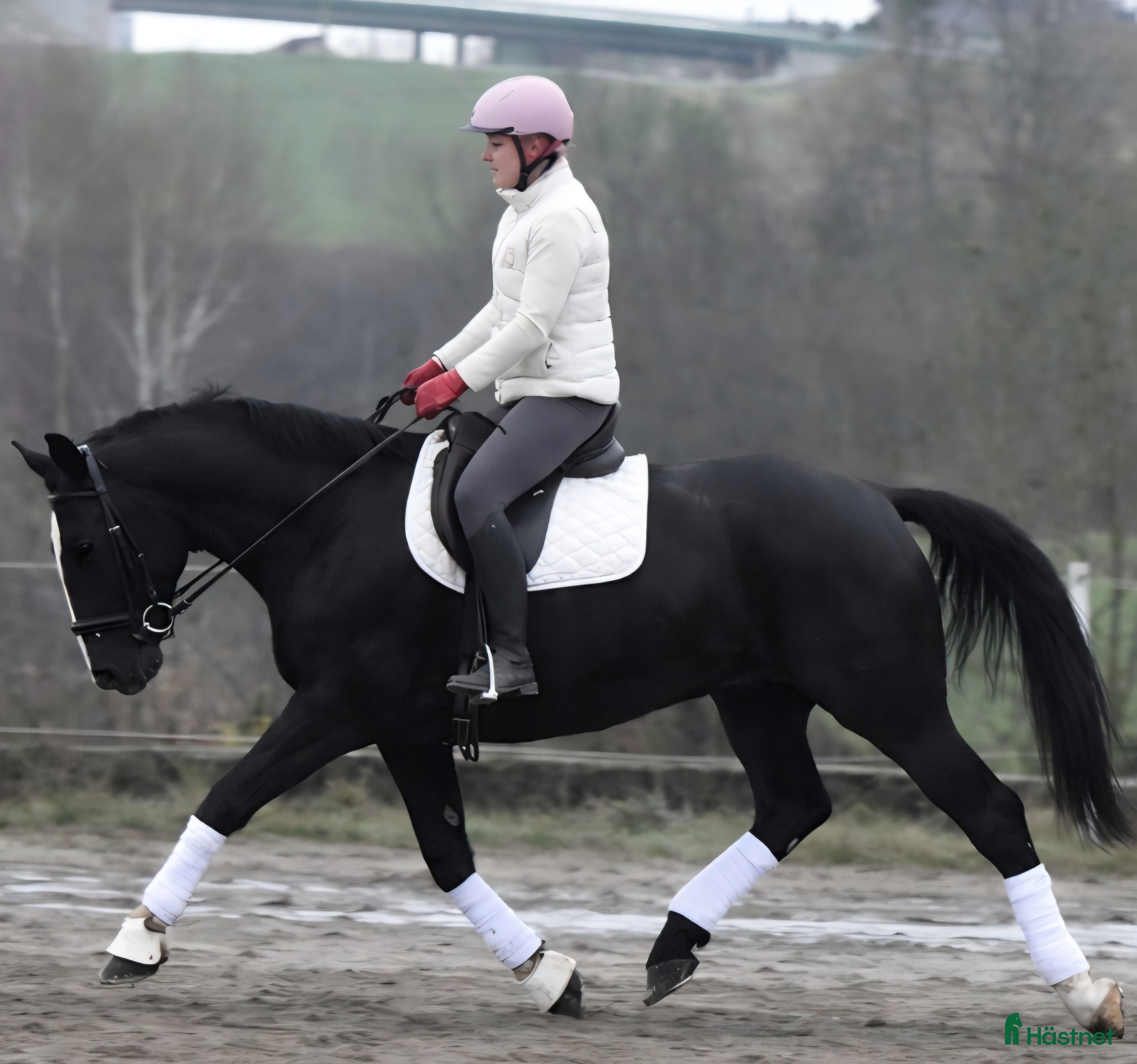  hästar New Fantastic Silesian - perfect mover - Annons 7