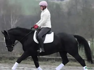 hästar New Fantastic Silesian - perfect mover - Annons 7