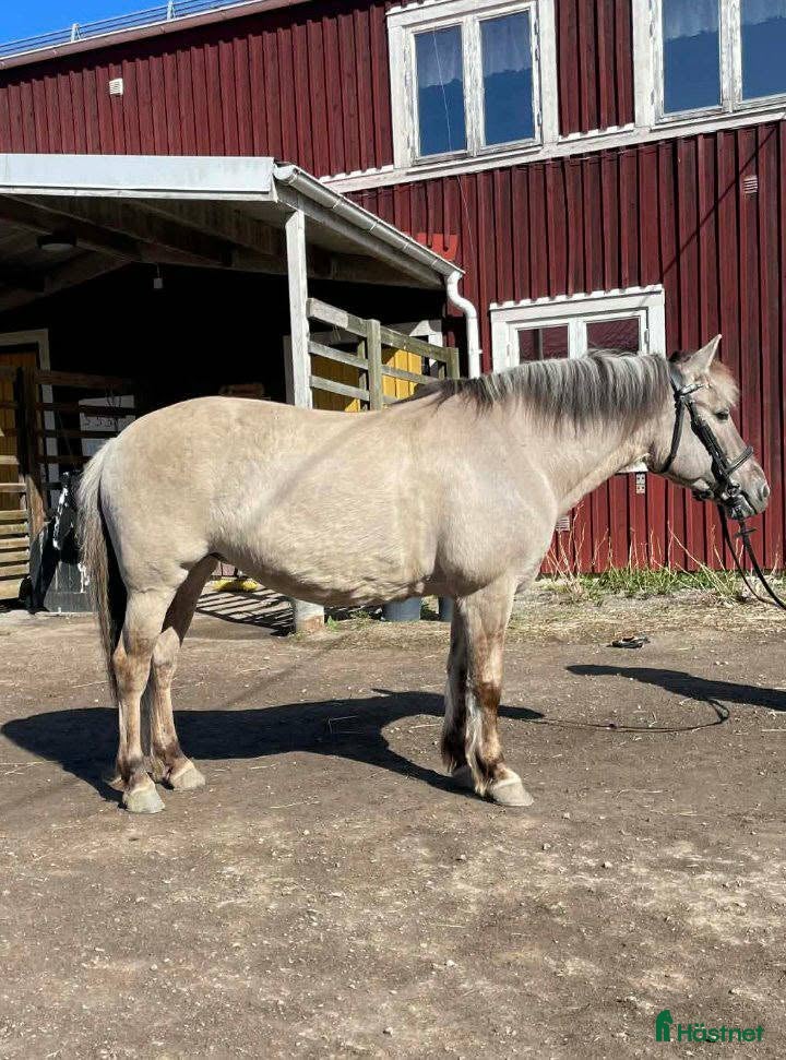  hästar Rolig allroundponny - Annons 2