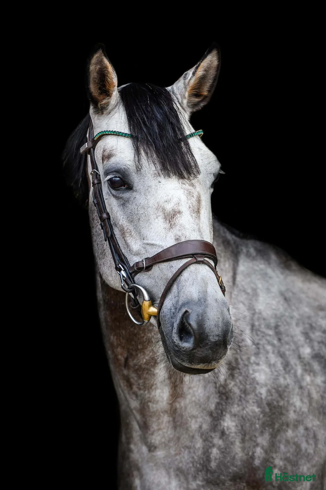 Akademiskt hästar till salu: Jumping mare for sale i Stockholm - Annons 3