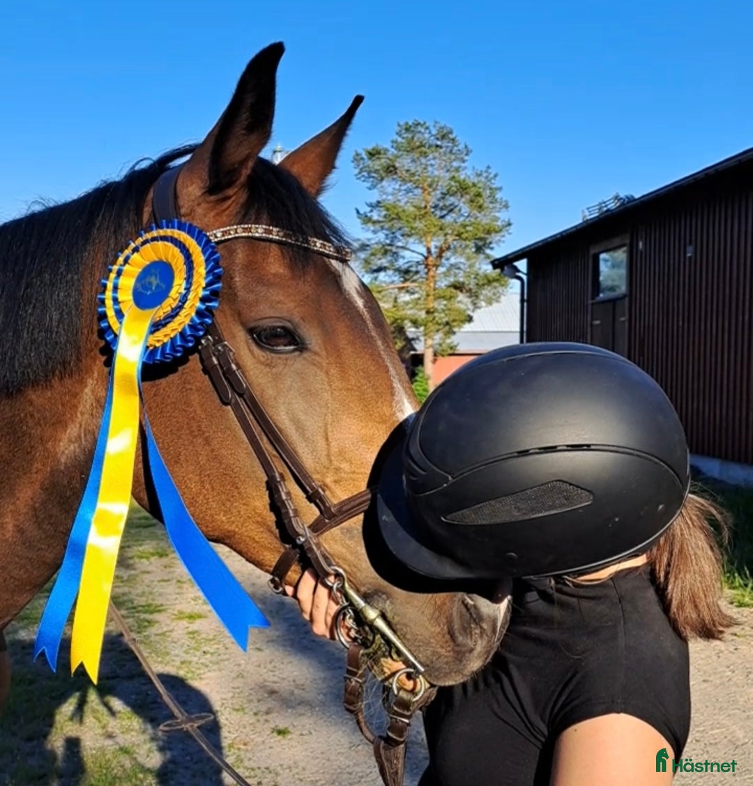  hästar Hoppglad bästis - Annons 4