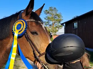 hästar Hoppglad bästis - Annons 4