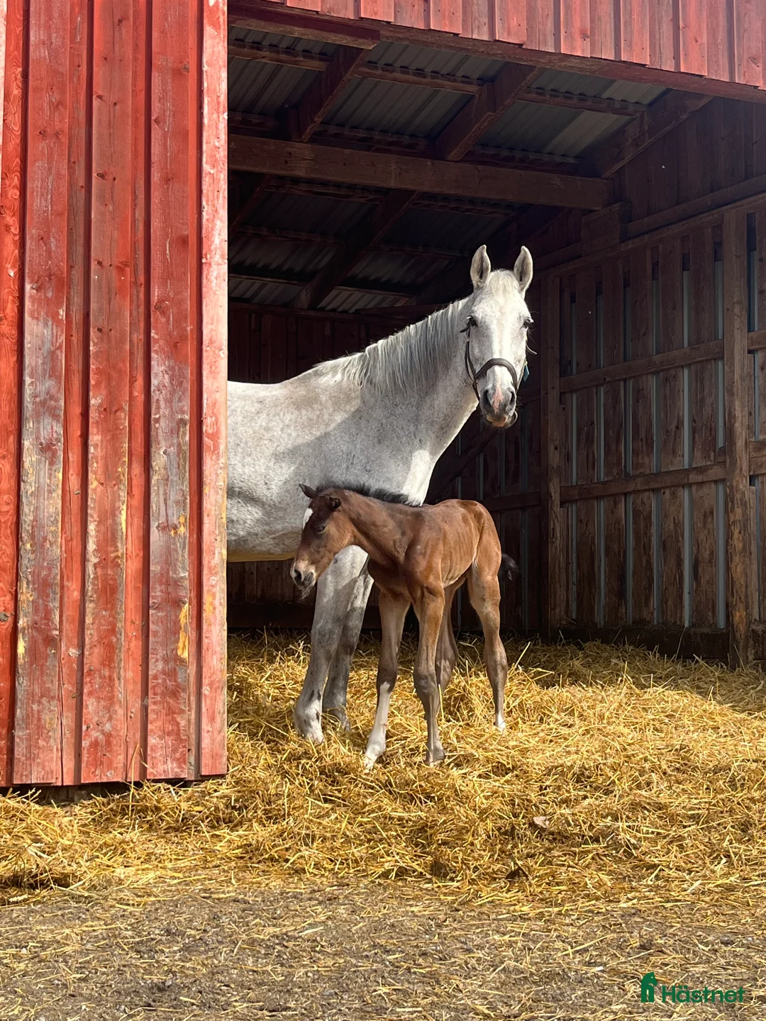 Avelshästar hästar till salu: Fint sto till avel/sällskap  i Rimbo - Annons 2