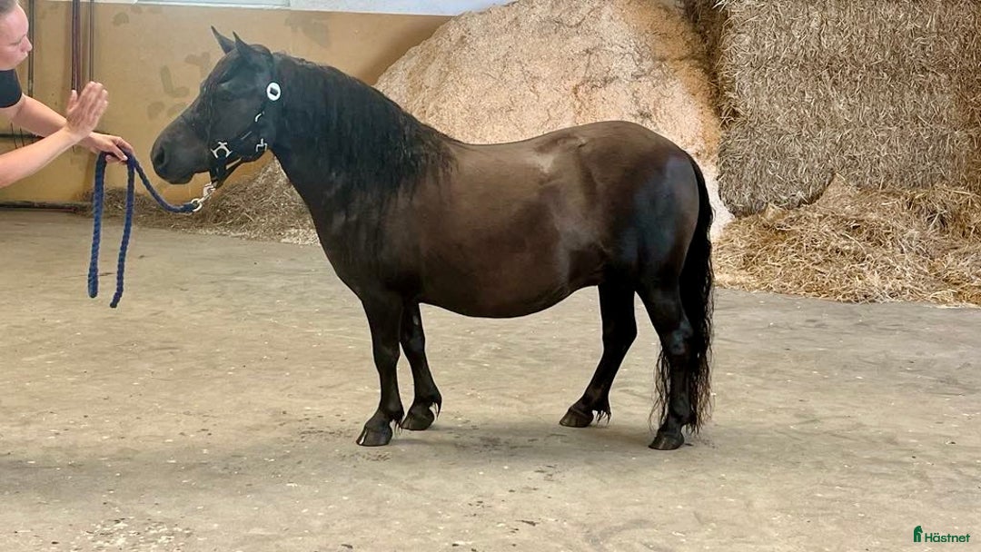 Allround hästar till salu: Supertrevligt Shetlands sto i Ramkvilla - Annons 4