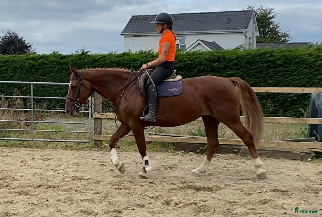 Allround hästar till salu: Solid allrounder 163cm i Ljungby - Annons 19