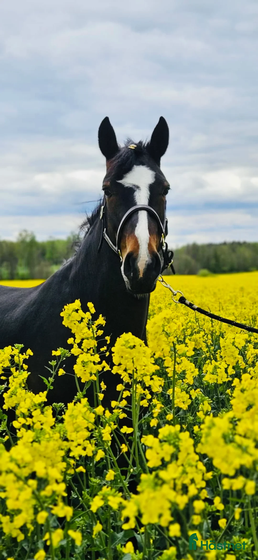 Allround hästar till salu: Fint D-ponnysto - Annons 2