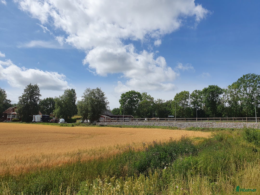  stallplats finnes: Box utanför Falköping för snäll häst och ägare i Falköping - Annons 5
