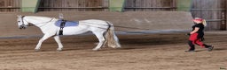  hästservice finnes: Horsemanship, lastning, trygg häst, tillridning mm i Nyköping - Annons 6