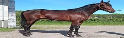 Trav hästar till salu: Fin 2-årig hingst i Örebro - Annons 4