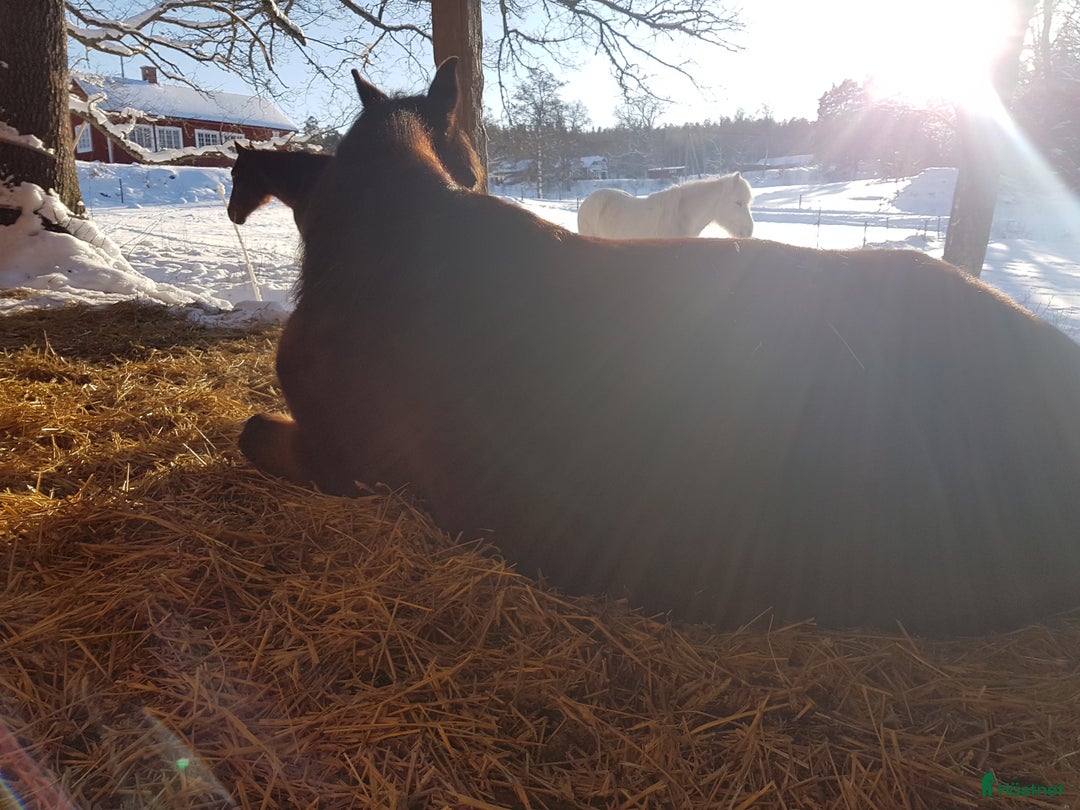  stallplats finnes: Lösdriftsplats för valack, Hedlanda gård,Mariefred i Mariefred - Annons 2