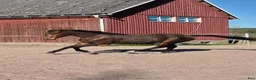 Fälttävlan hästar till salu: En framtida tävlingskompis! - Annons 8
