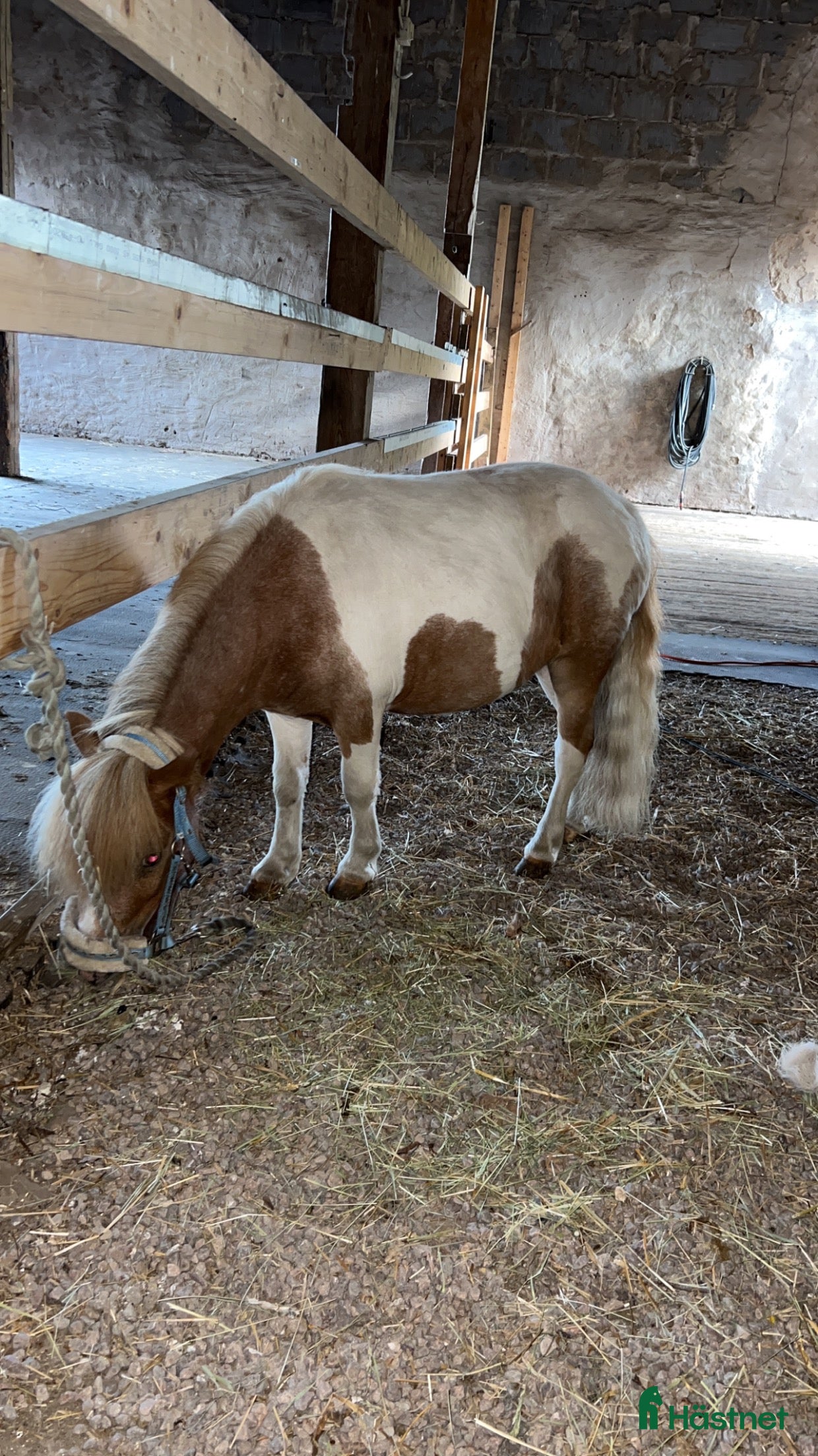 foderhäst Minishettis i Hjo - Annons 3