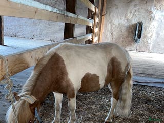 foderhäst Minishettis i Hjo - Annons 16