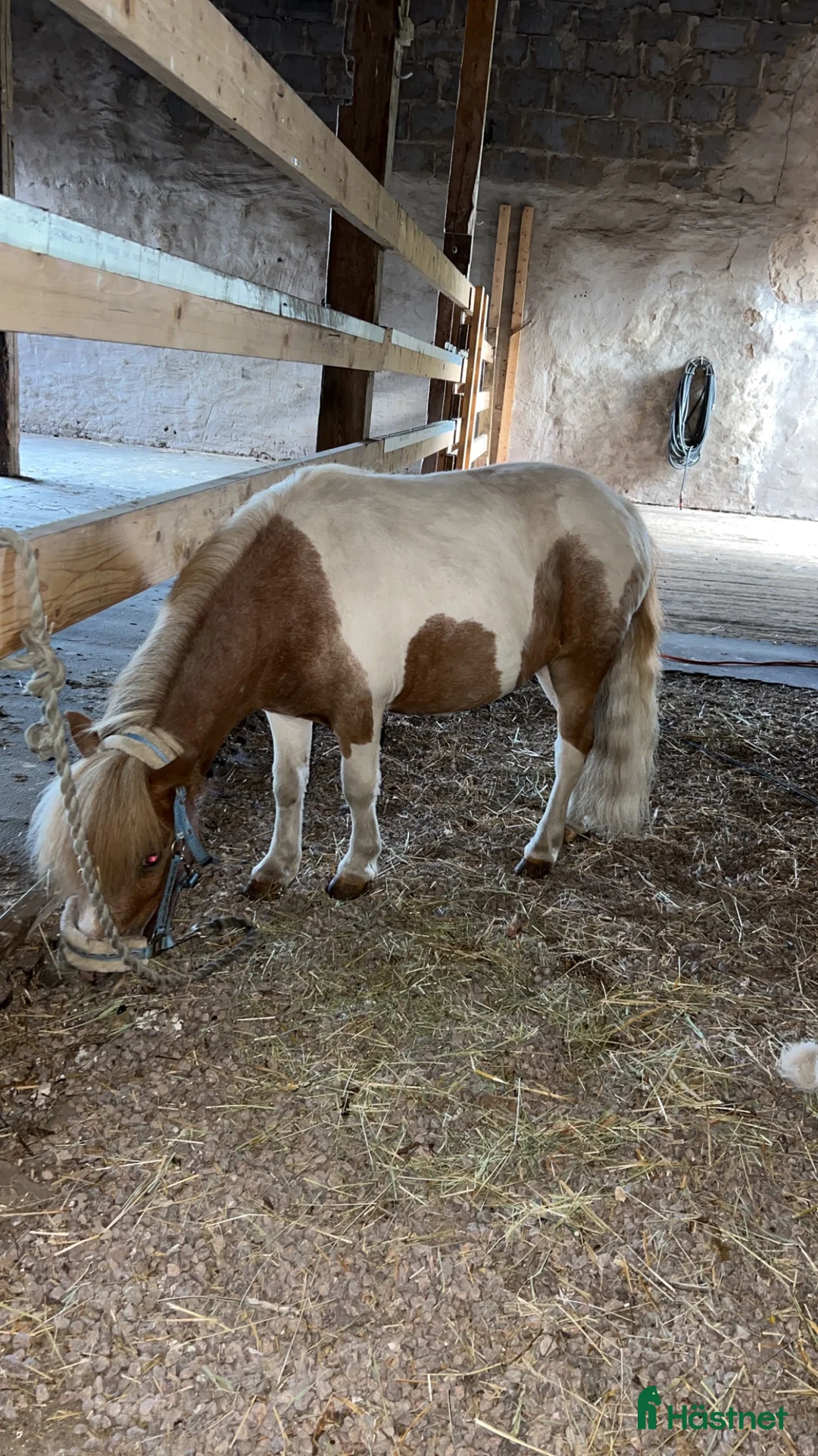 foderhäst finnes: Minishettis i Hjo - Annons 1
