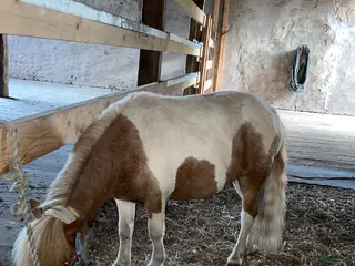 foderhäst finnes: Minishettis i Hjo - Annons 1