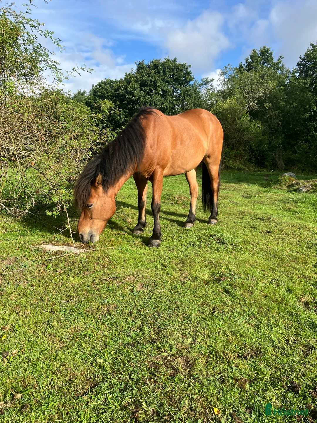 Island hästar till salu: Mycket trevlig islandsvalack i Gärsnäs - Annons 2