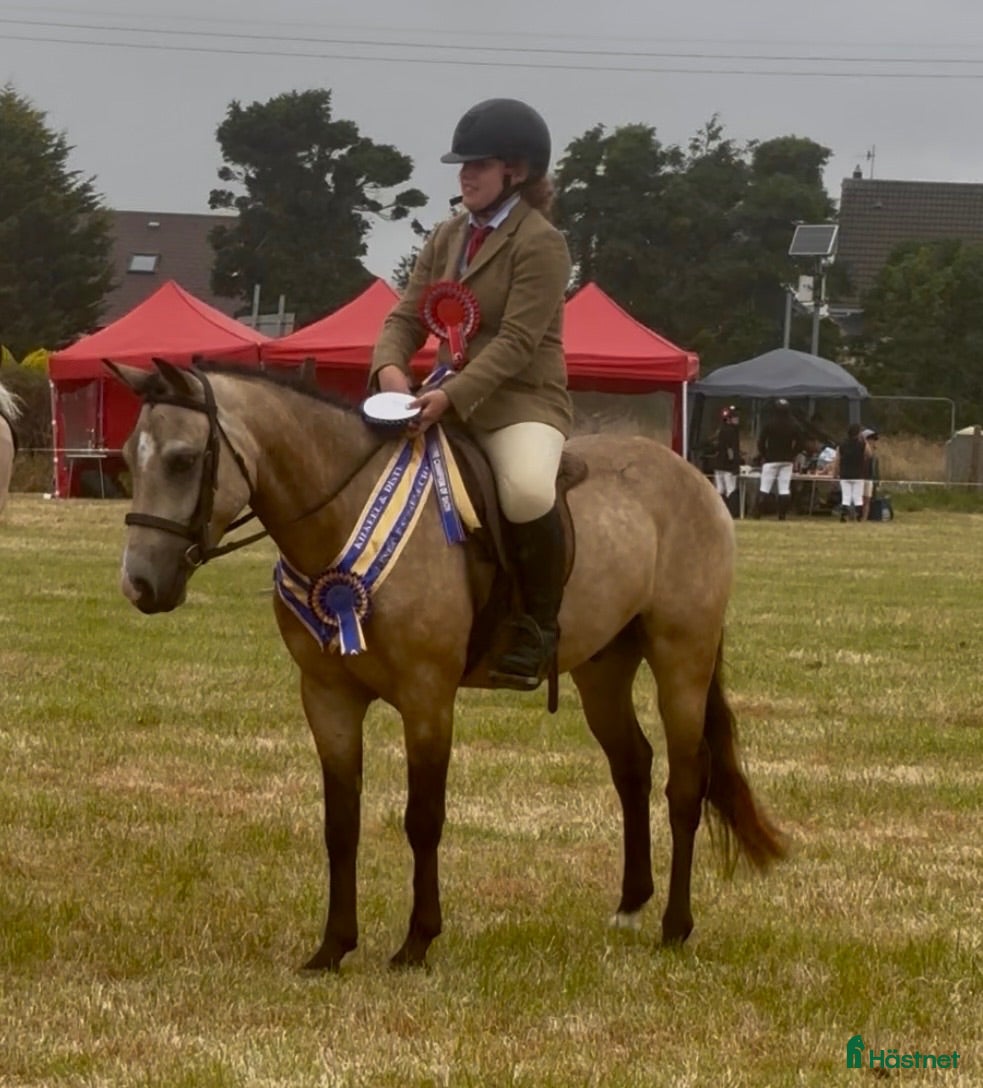  hästar Stunning New Forest Pony - Annons 2