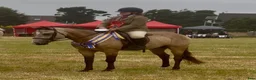 Allround hästar till salu: Stunning New Forest Pony - Annons 2
