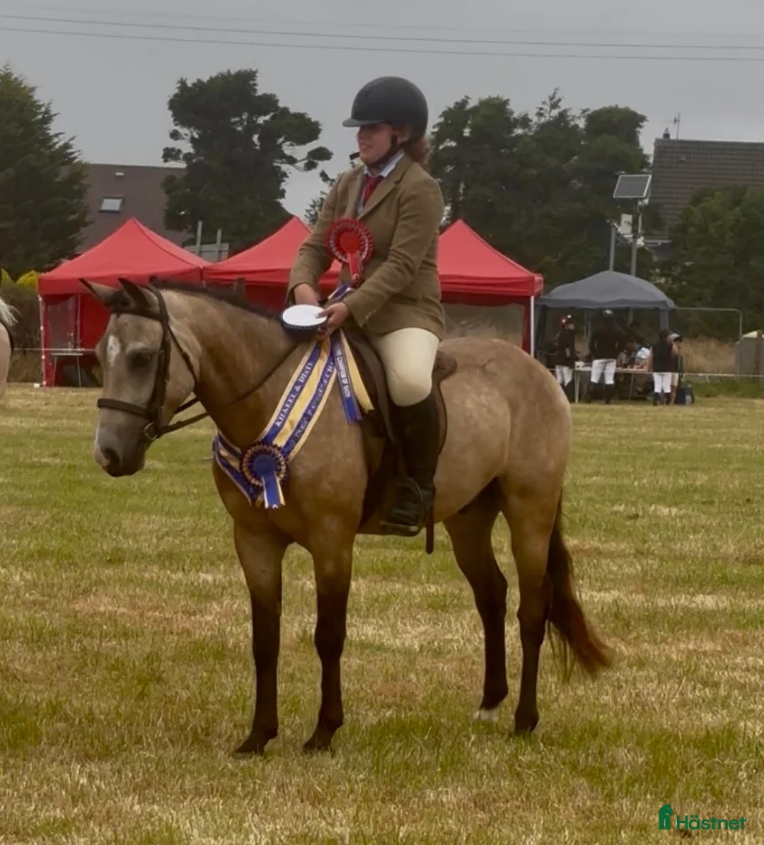 Allround hästar till salu: Stunning New Forest Pony - Annons 2