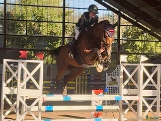 hästar Hopphäst i Kungsbacka - Annons 9