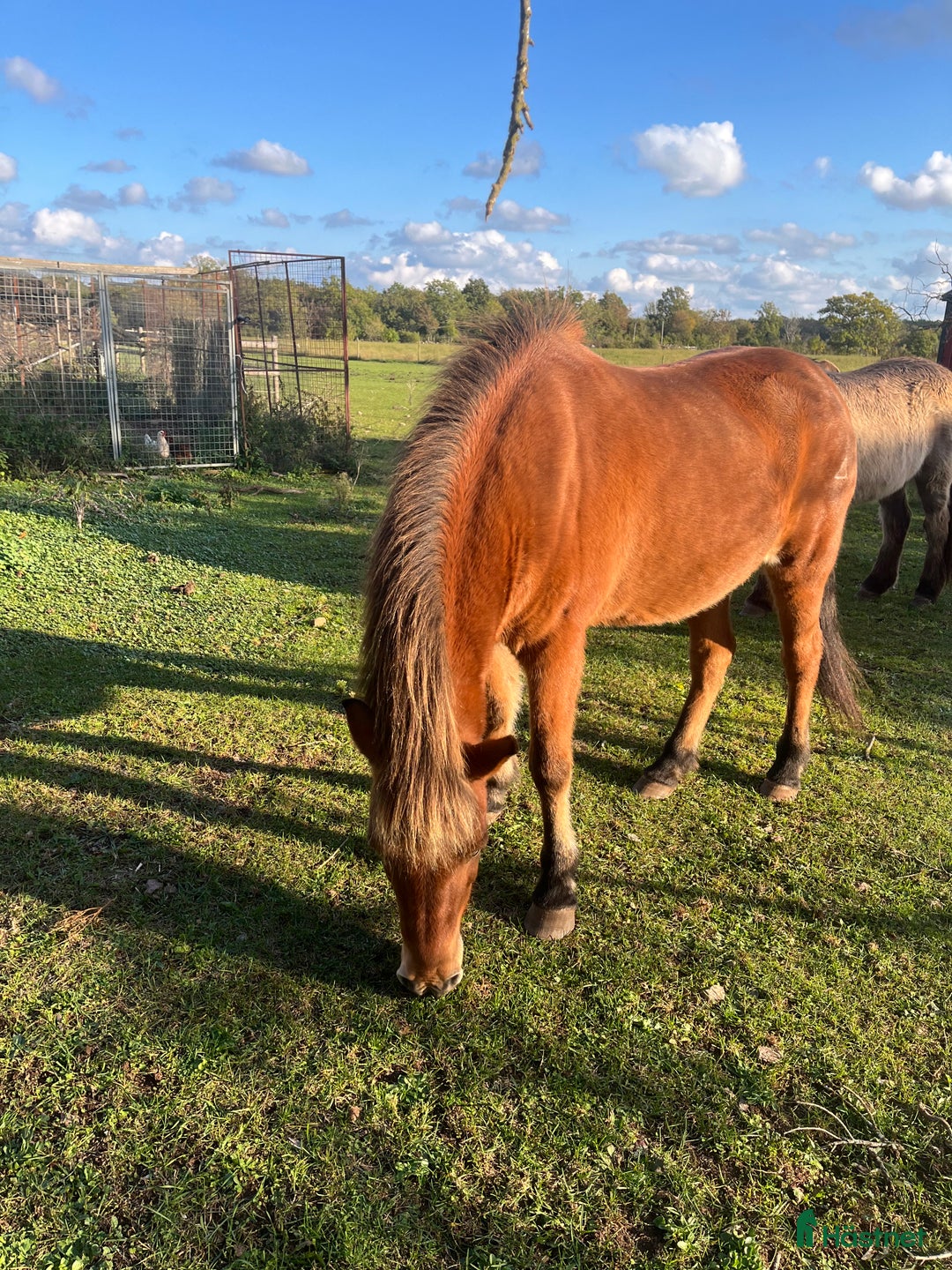 Island hästar till salu: Triangelmärkt trevligt sto 24 år i Borgholm - Annons 1