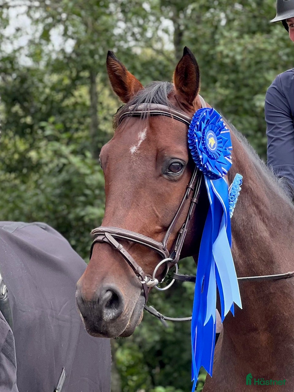  hästar Välutbildad gentleman - Annons 2
