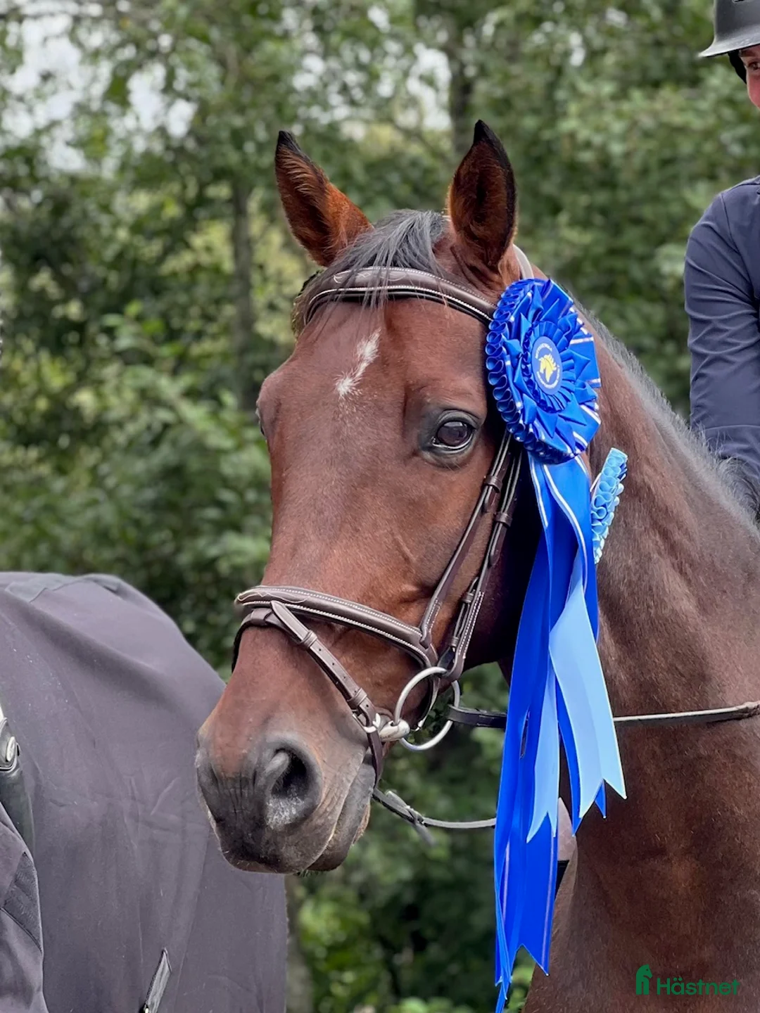 Allround hästar till salu: Välutbildad gentleman - Annons 2