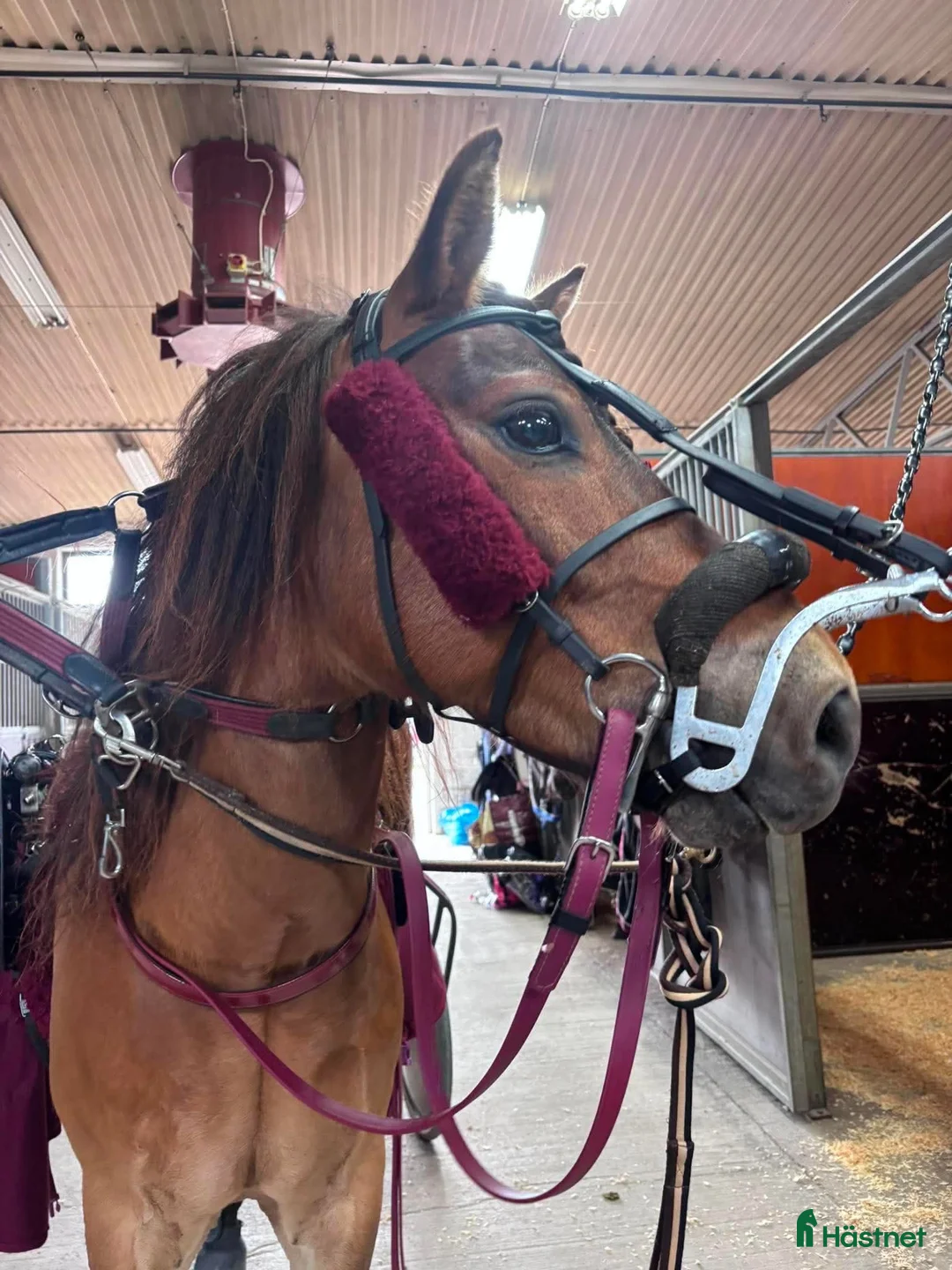 Trav hästar till salu: Russvalack säljes i Kungsbacka - Annons 1