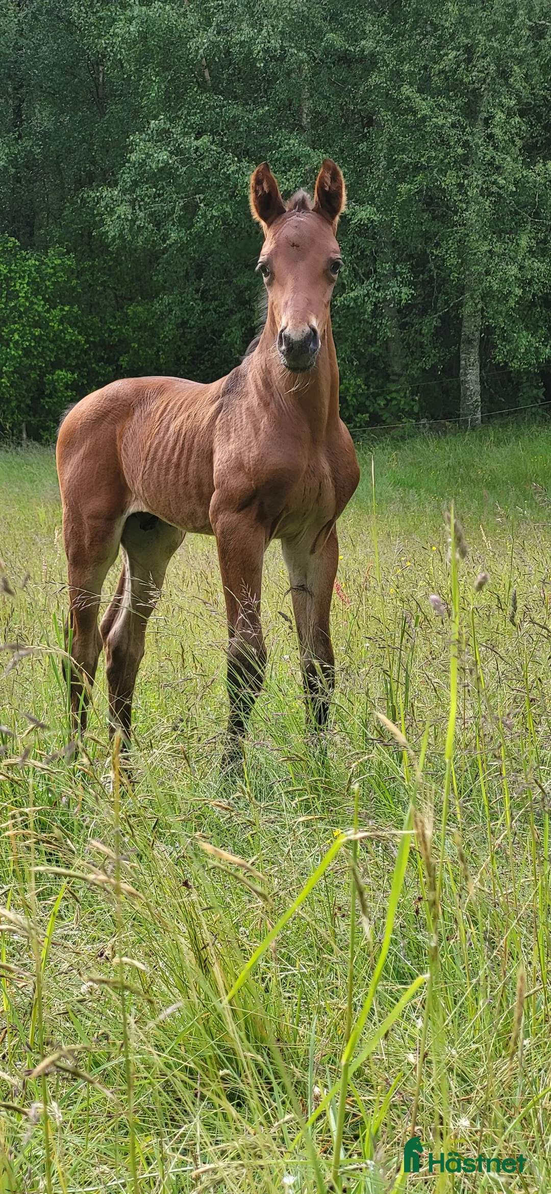 Fälttävlan hästar till salu: Åring med prestationsstark stamtavla i Bottnaryd - Annons 2