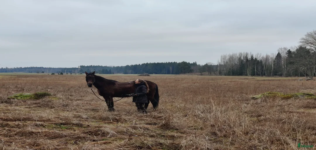 Galleribild {{count}}