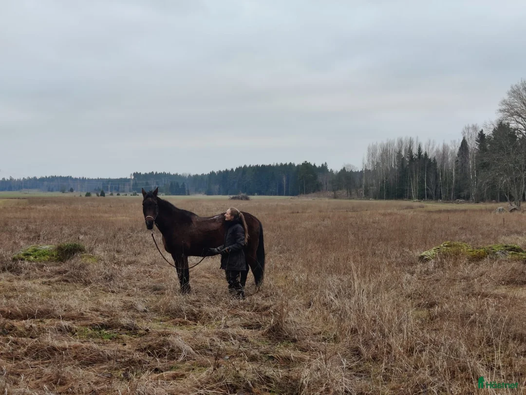 Galleribild {{count}}