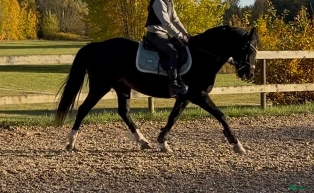 Allround hästar till salu: Maxad B-ponny! - Annons 3