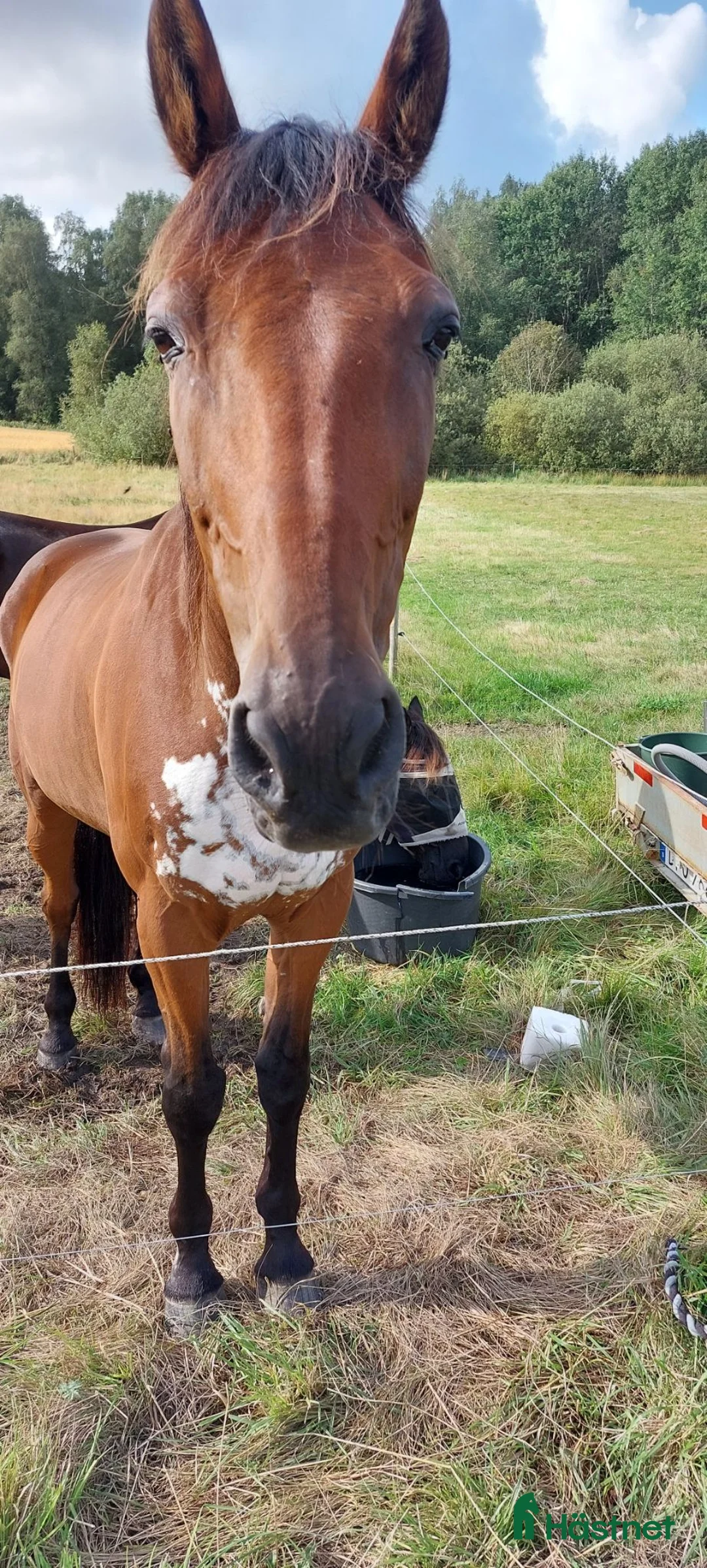 Working Equitation hästar till salu: Höwings Unicorn mångsidig valack i Göteborg - Annons 2