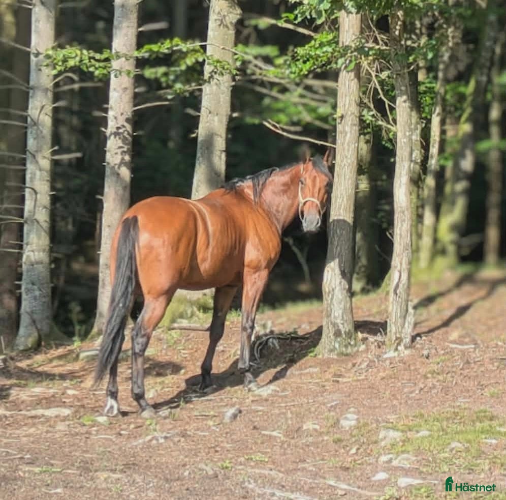  hästar Hobbyhäst - Annons 9