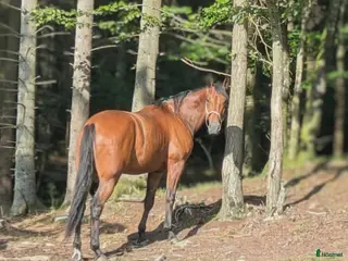 hästar Hobbyhäst - Annons 9