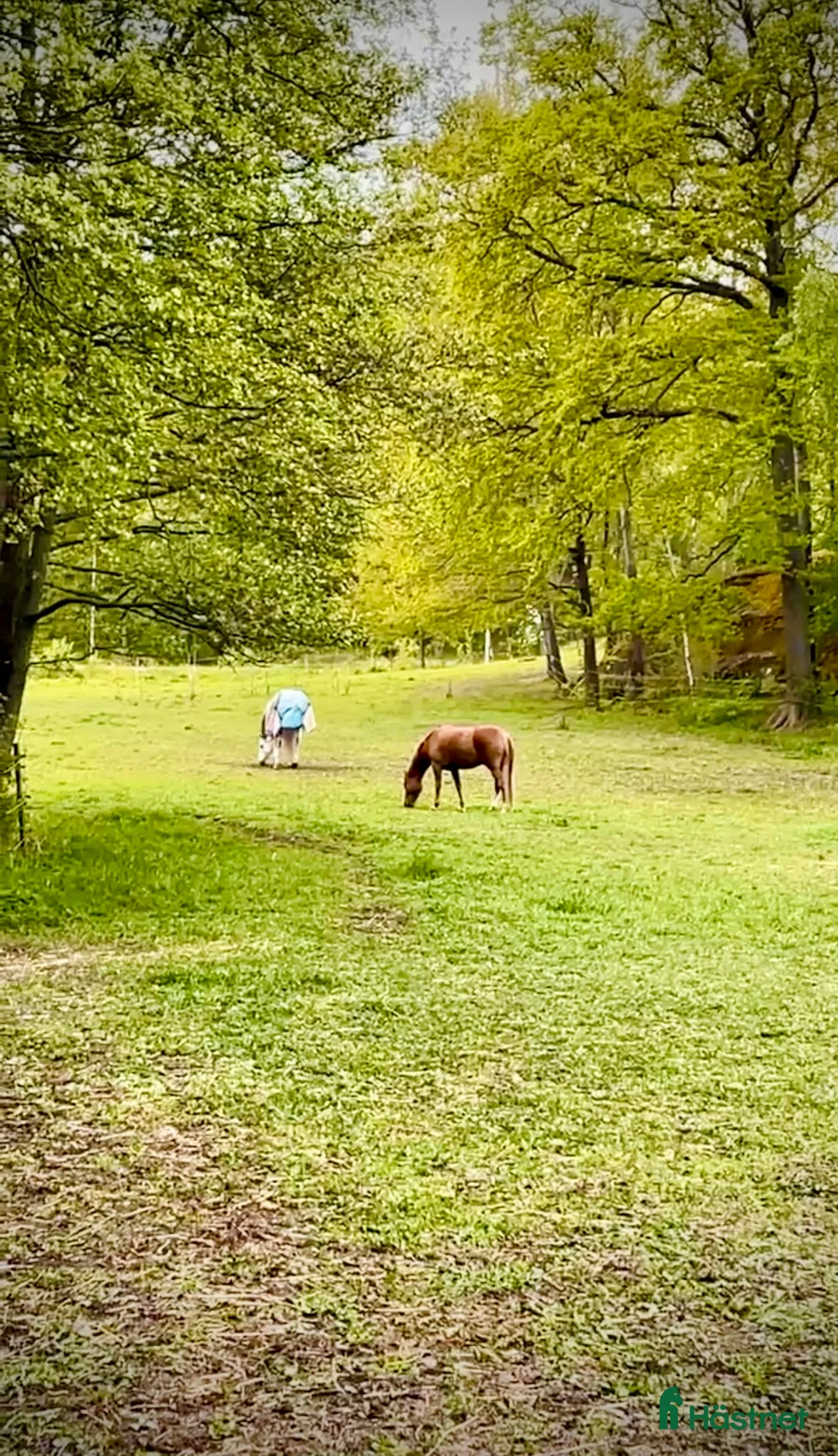  stallplats finnes: Stallplats söder om Stockholm  i Huddinge - Annons 2