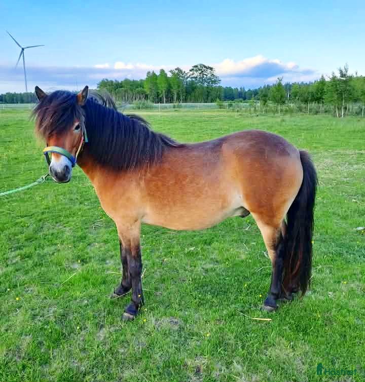 Allround hästar till salu: Gotlandsruss valack 3 år med travstam i Nossebro - Annons 2