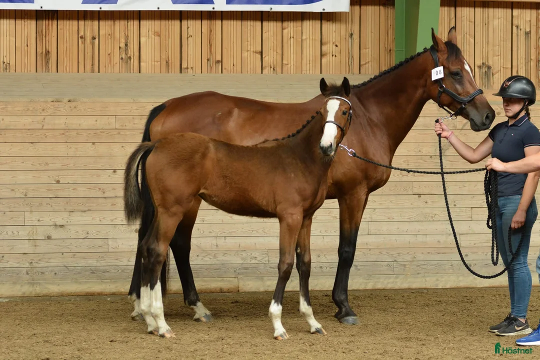 Hoppning hästar till salu: Premiestoföl e. Janeiro de Bieville i Örebro - Annons 1