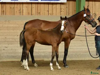 hästar Premiestoföl e. Janeiro de Bieville i Örebro - Annons 4