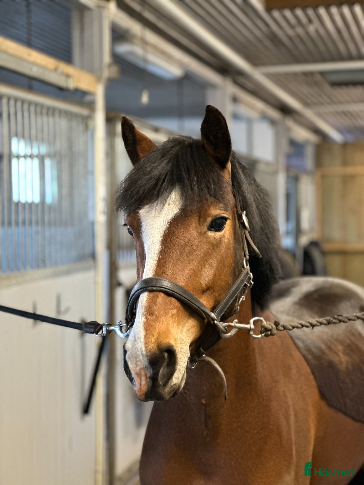  hästar Trygg och arbetsvillig C-ponny med potential - Annons 2