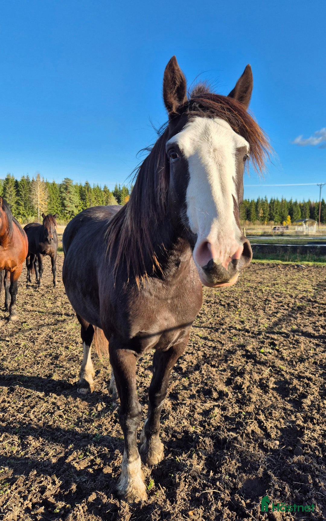 Allround hästar till salu: Läckert kallblodssto i Bjuråker - Annons 2