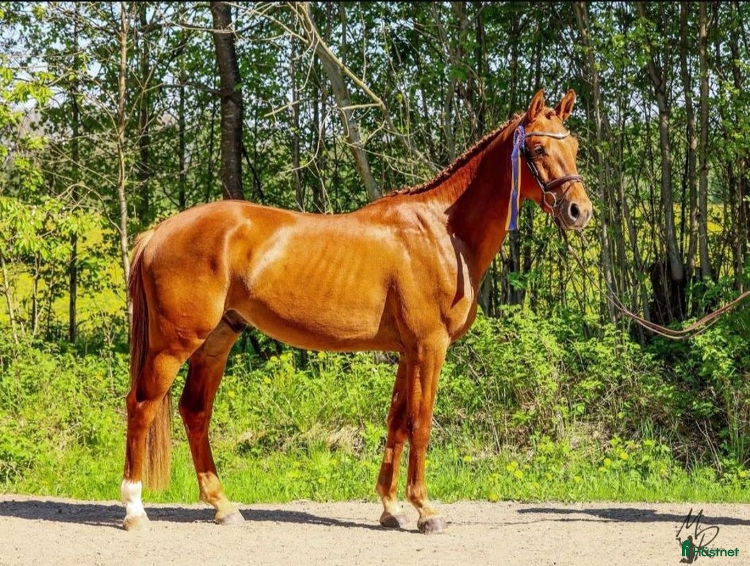 Allround hästar till salu: Trevlig valack med fin utvecklingspotential i Skövde - Annons 1